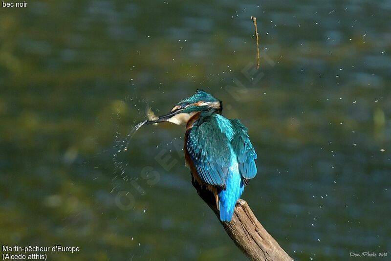 Common Kingfisher