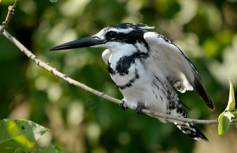 Pied Kingfisher