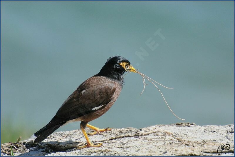 Common Myna