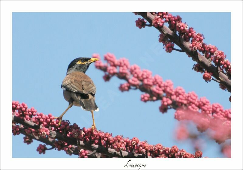 Common Myna