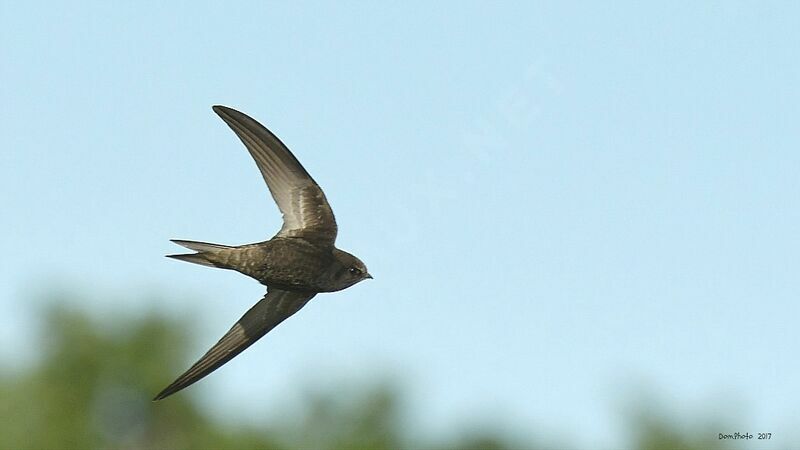 Common Swift