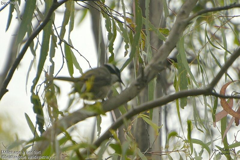 Strong-billed Honeyeater