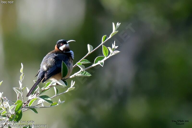 Eastern Spinebill