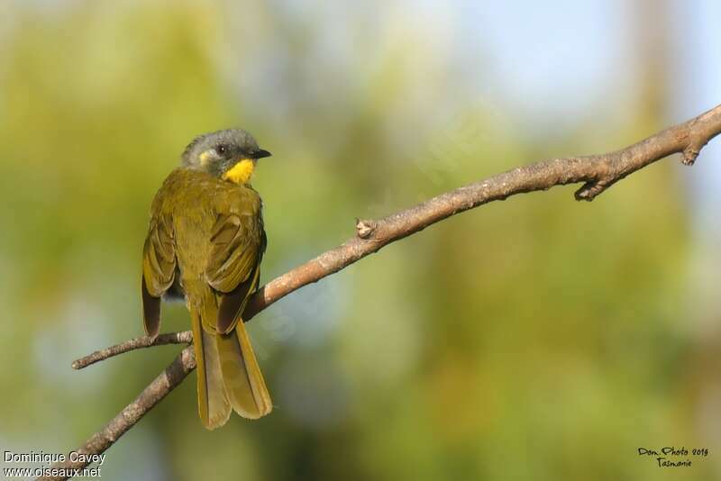 Yellow-throated Honeyeateradult