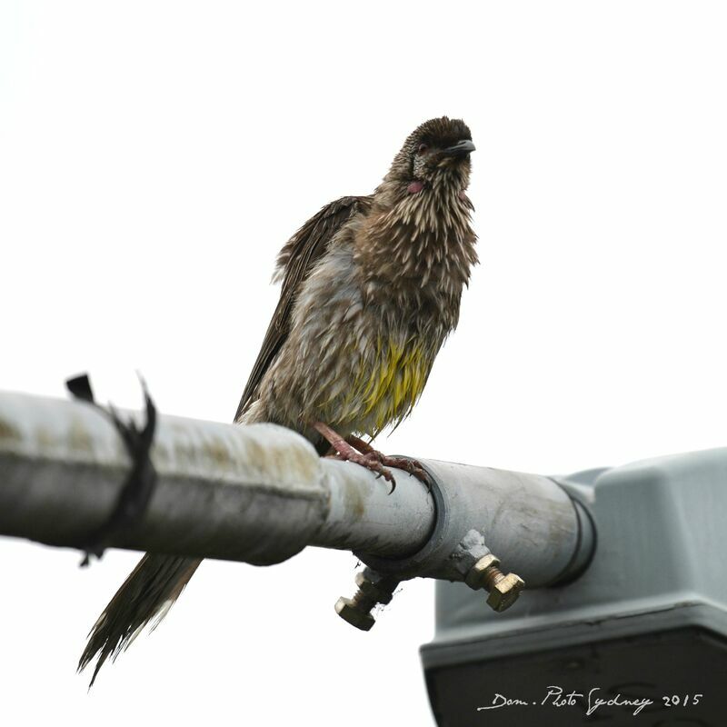 Red Wattlebird