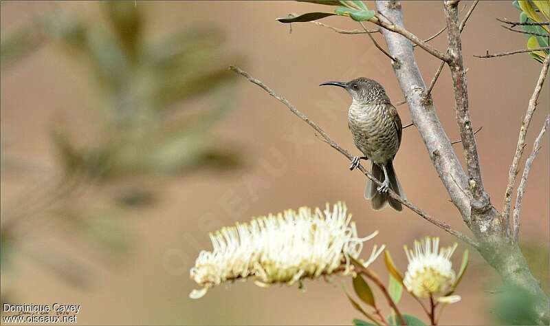 Barred Honeyeateradult, habitat