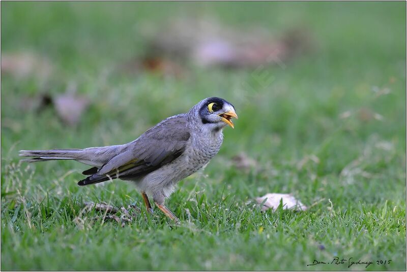 Noisy Miner