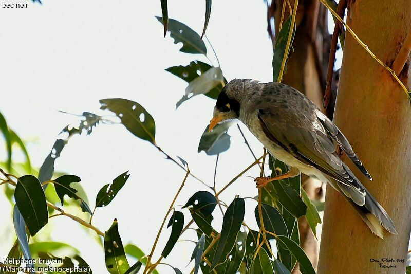 Noisy Miner