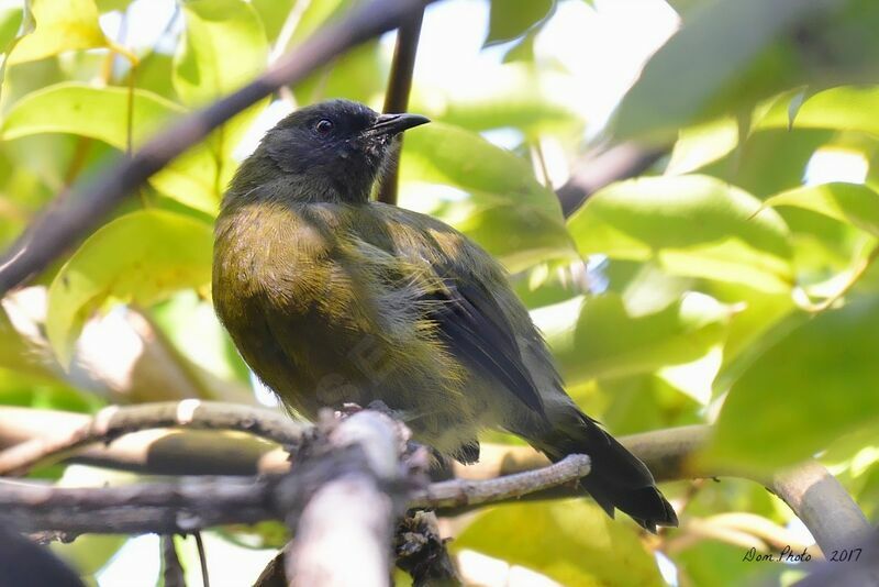 New Zealand Bellbird