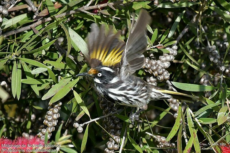 New Holland Honeyeater