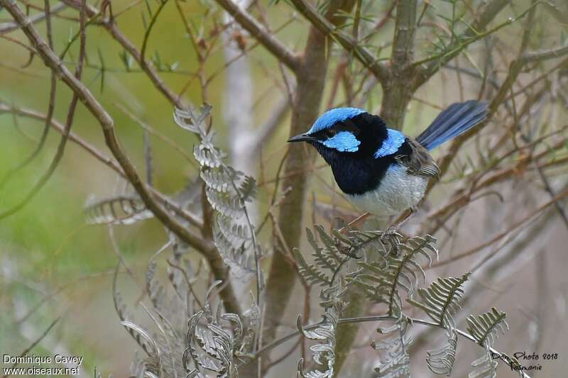 Superb Fairywren male adult, habitat