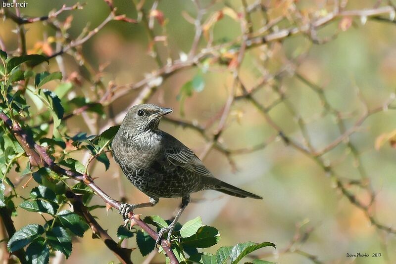 Ring Ouzel