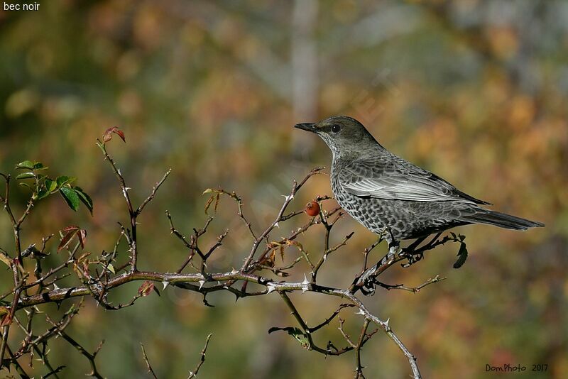 Ring Ouzel