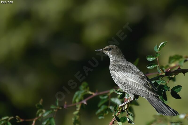 Ring Ouzel