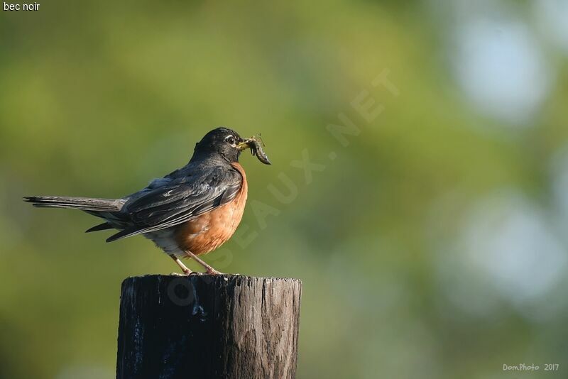 American Robin