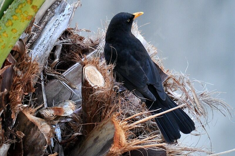 Common Blackbird male