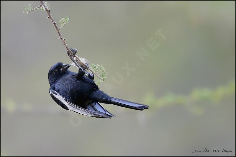 White-winged Black Tit