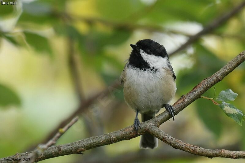 Mésange à tête noire