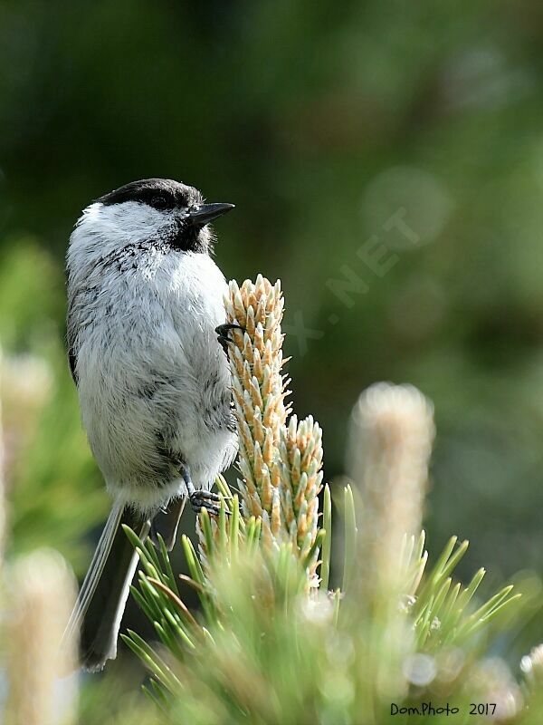 Willow Tit