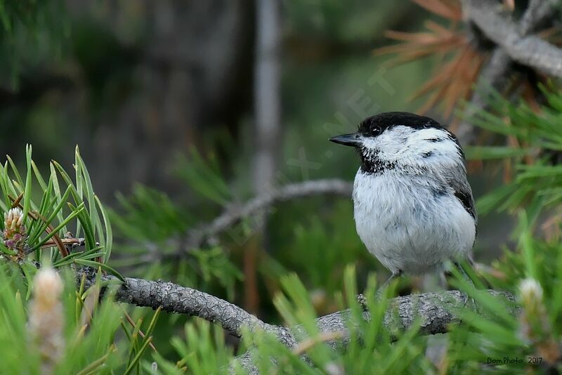 Mésange boréale