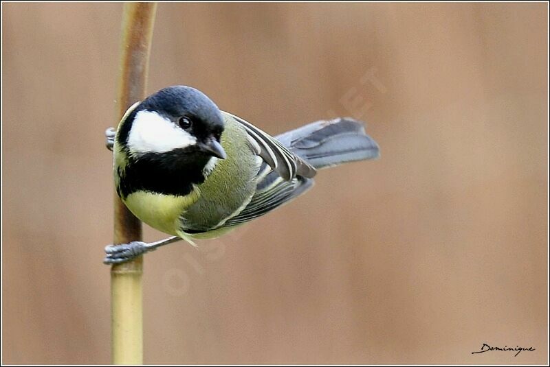 Great Tit