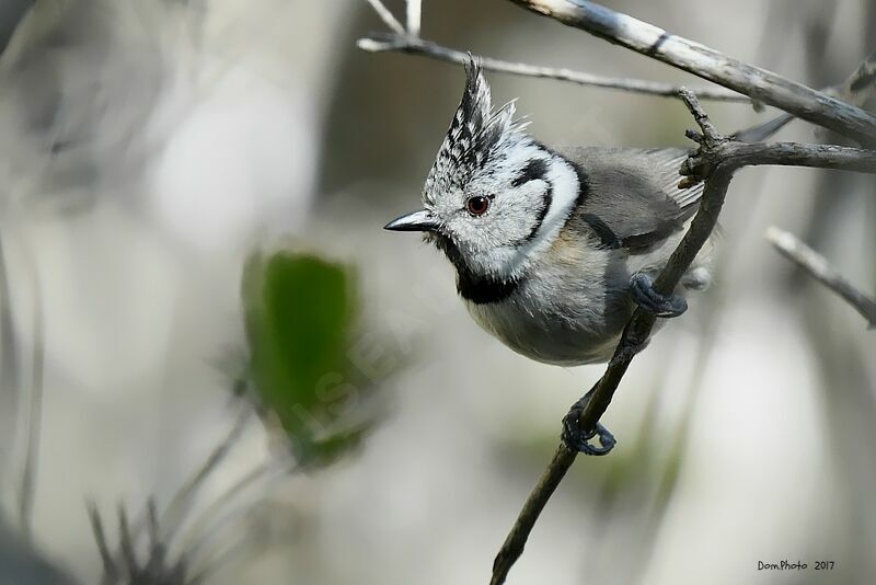 Mésange huppée