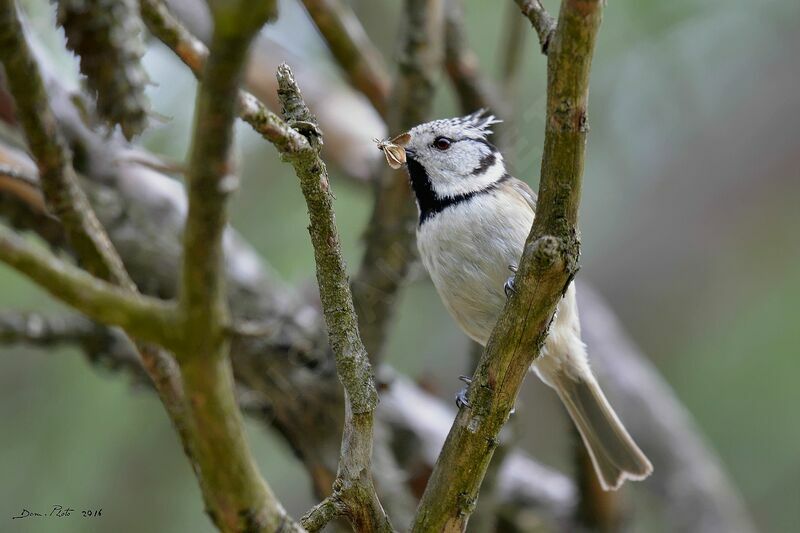 Crested Tit