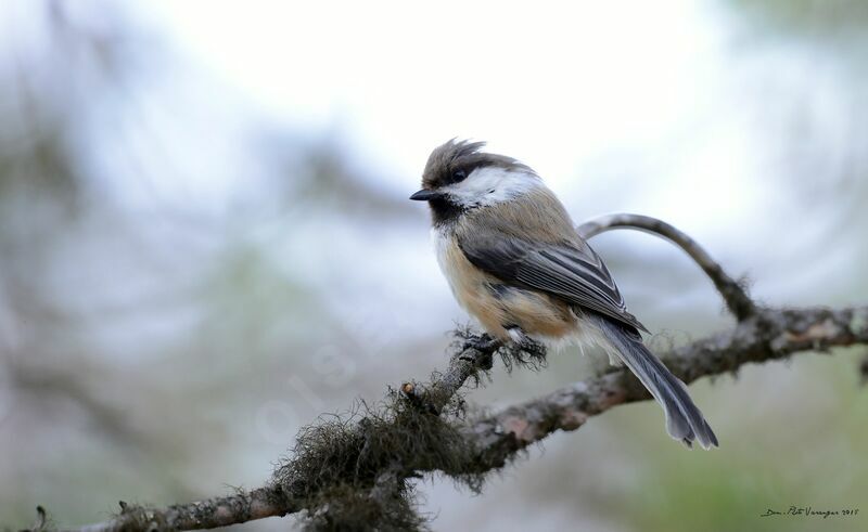 Grey-headed Chickadee