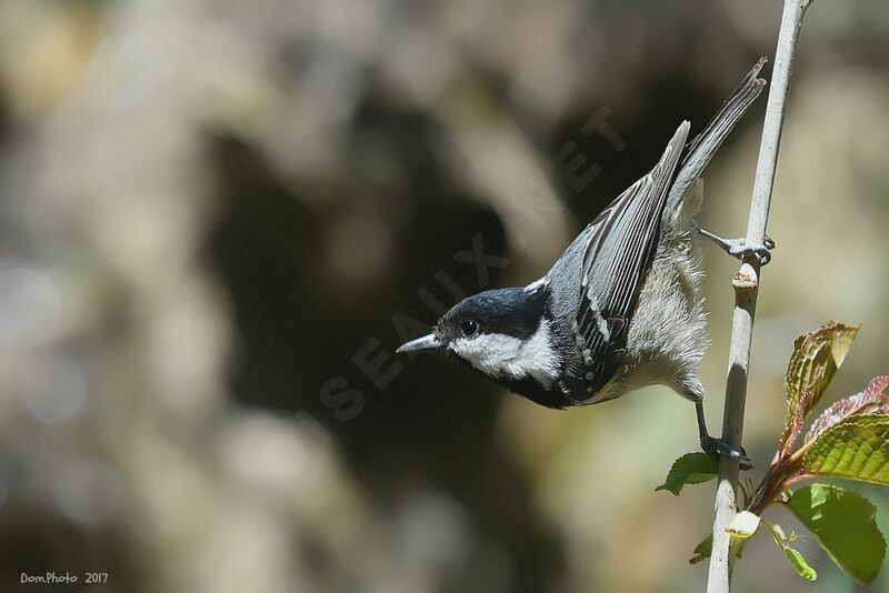 Coal Tit