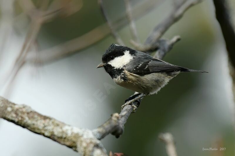 Coal Tit