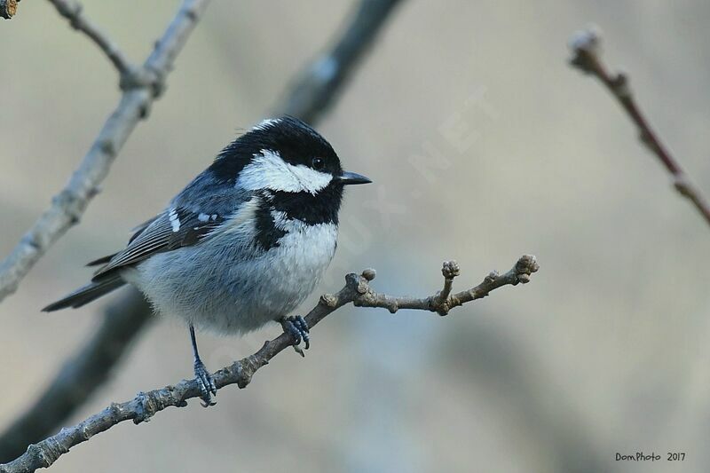 Mésange noire