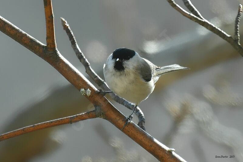 Mésange nonnette