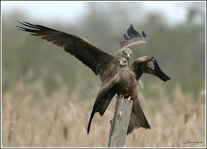 Black Kite