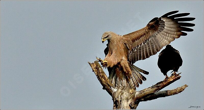 Black Kite