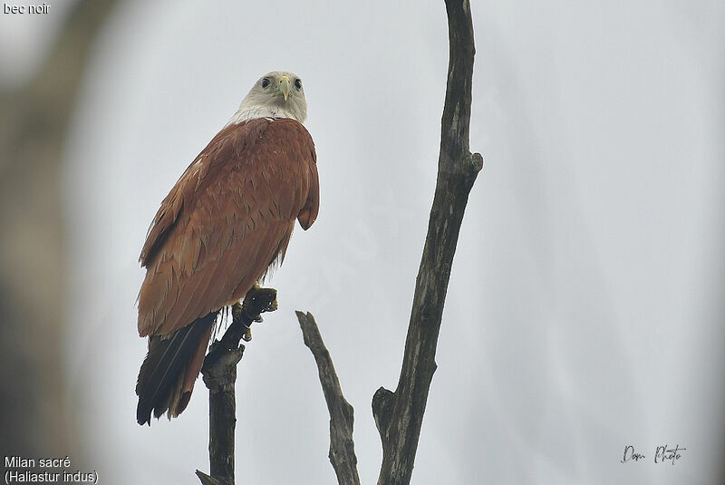 Brahminy Kite