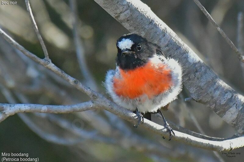 Scarlet Robin