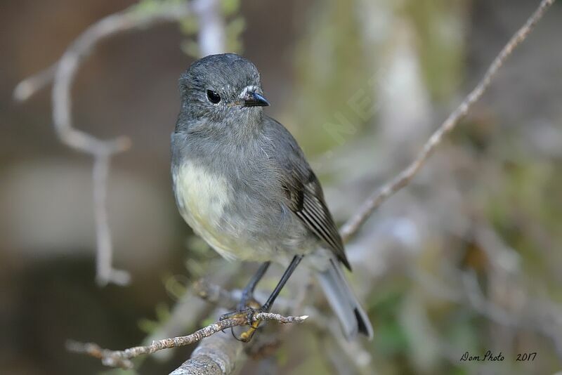 South Island Robin