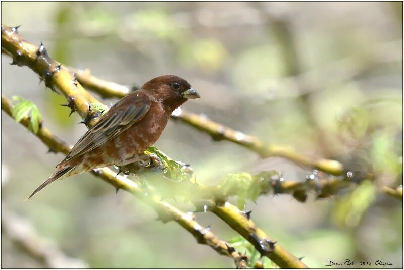 Chestnut Sparrow