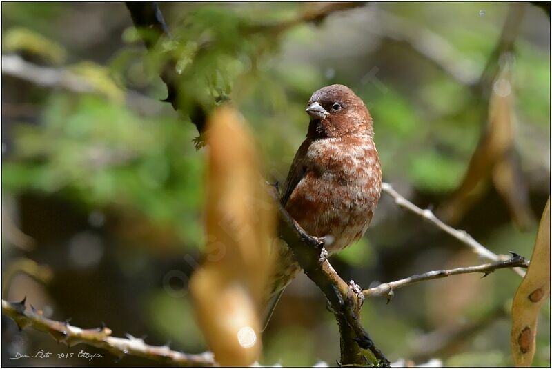 Moineau d'Emin