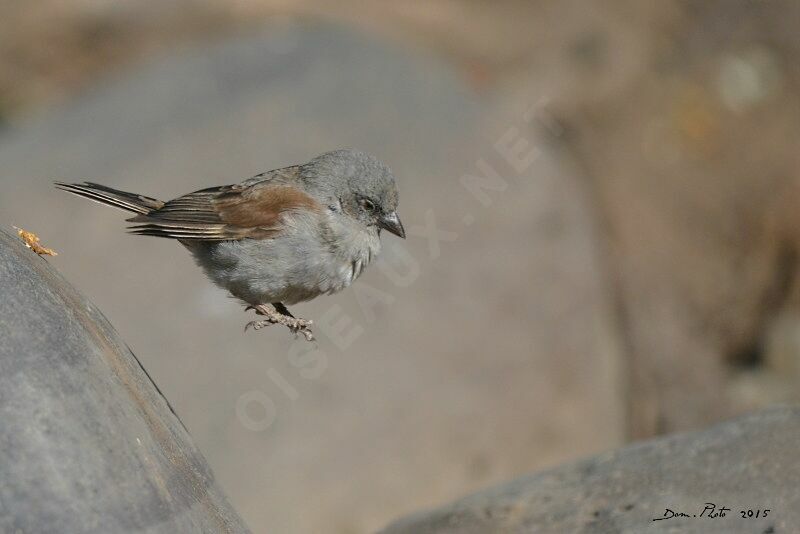 Moineau de Swainson