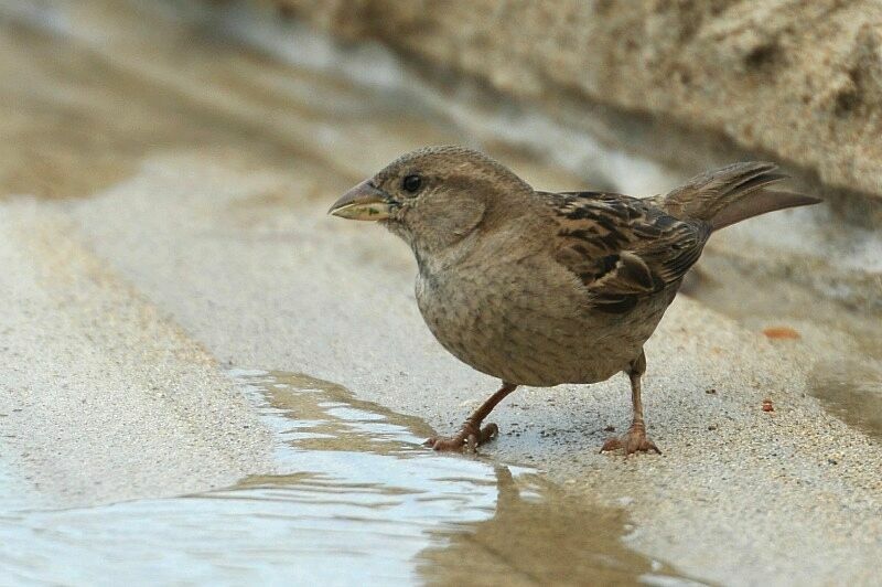 Moineau domestique femelle