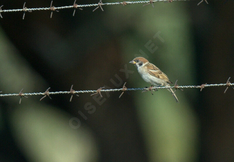 Eurasian Tree Sparrow