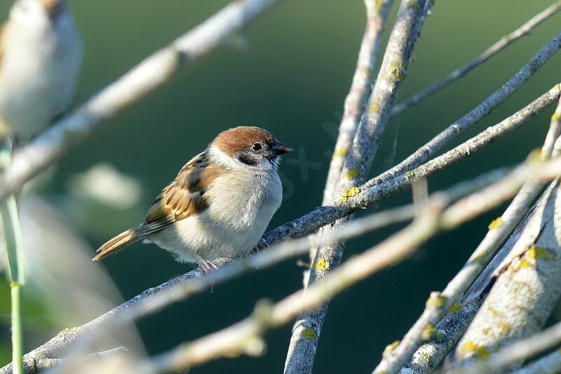 Moineau friquet