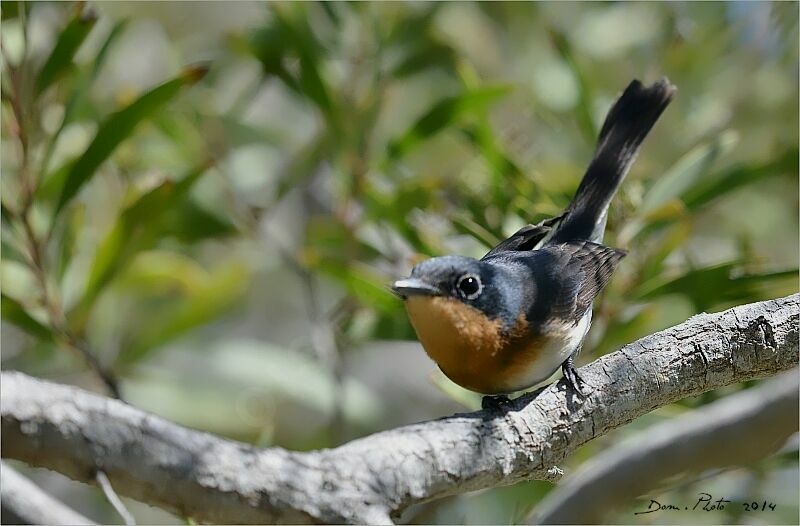 Melanesian Flycatcher