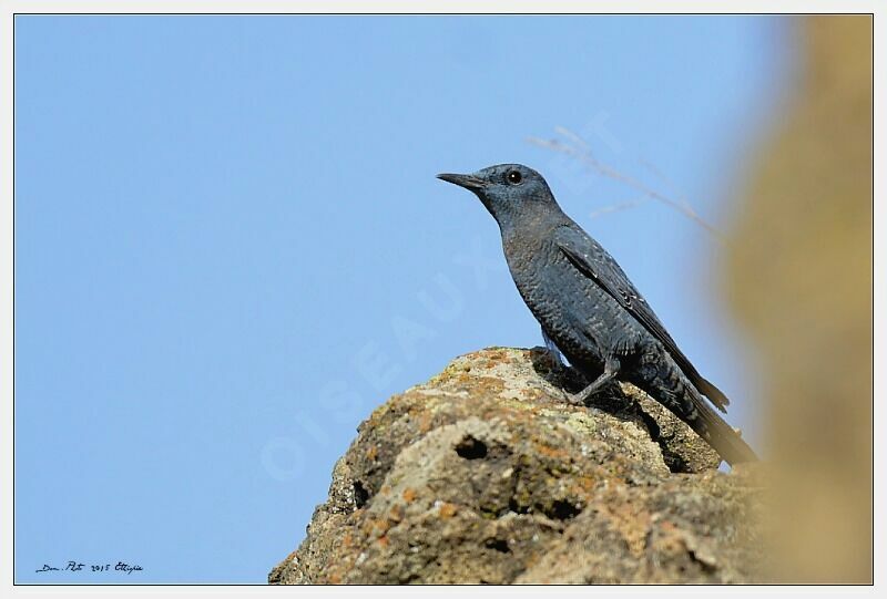 Blue Rock Thrush