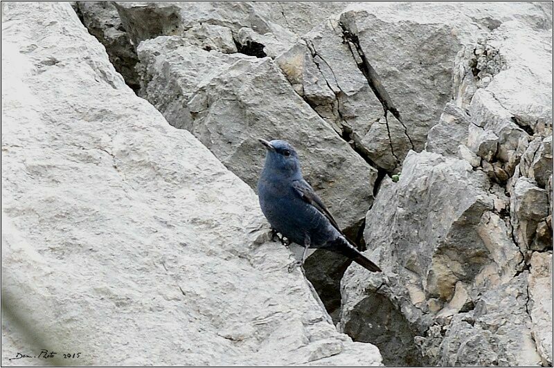 Blue Rock Thrush