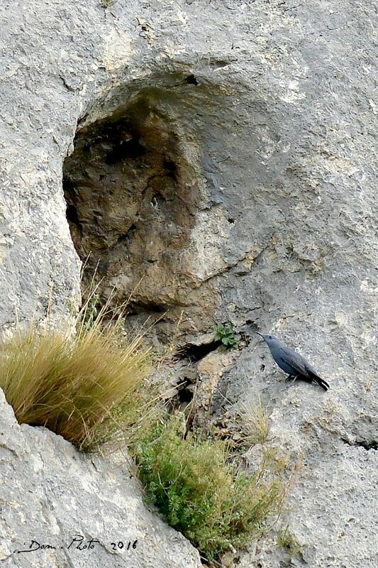 Blue Rock Thrush