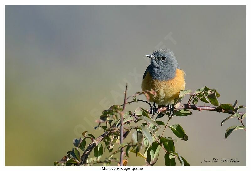 Little Rock Thrush