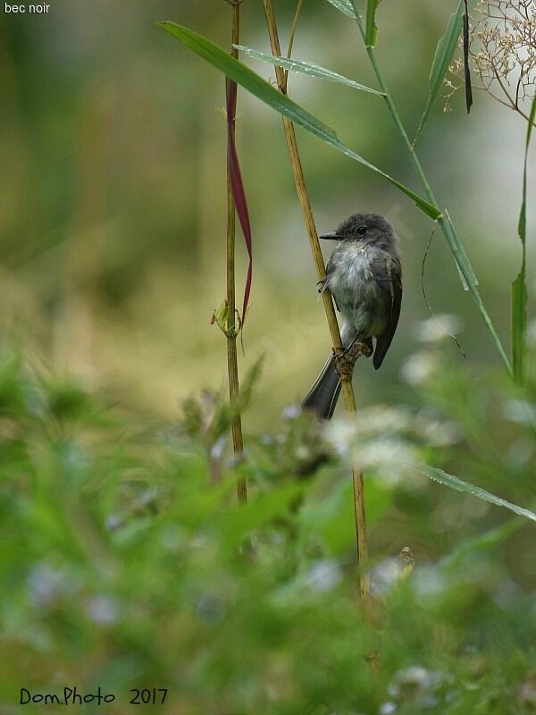 Eastern Phoebe