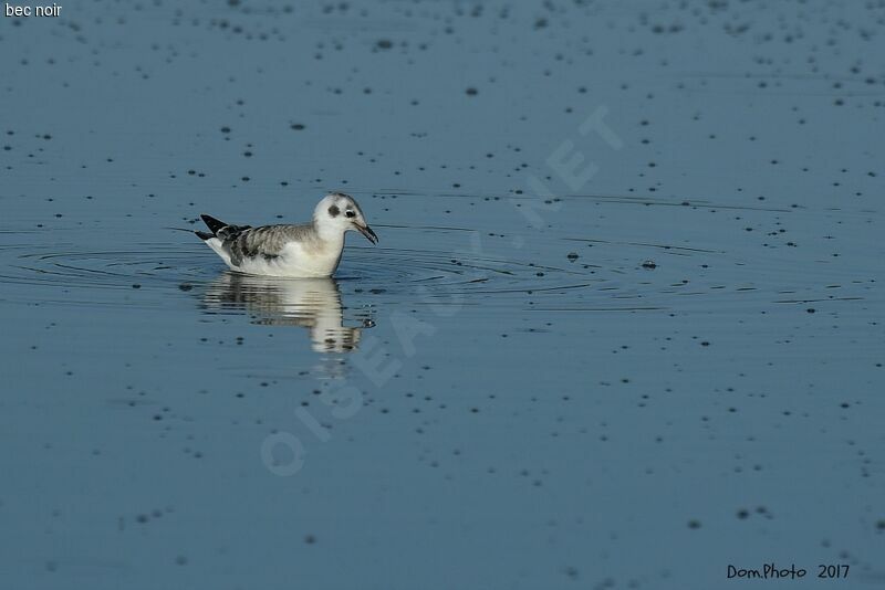 Mouette de Bonaparte